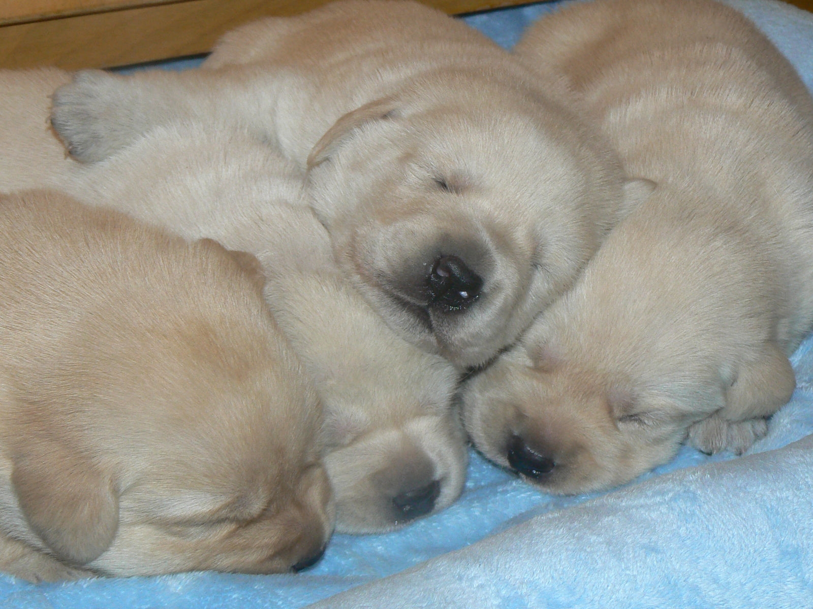 15 days labrador puppies