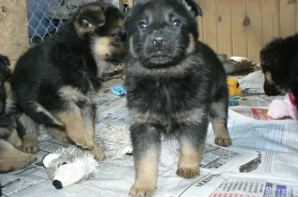 german shepherd puppies, german shepherd pups in OHio