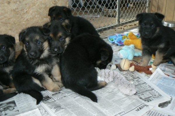 german shepherd puppies, german shepherd pups in OHio