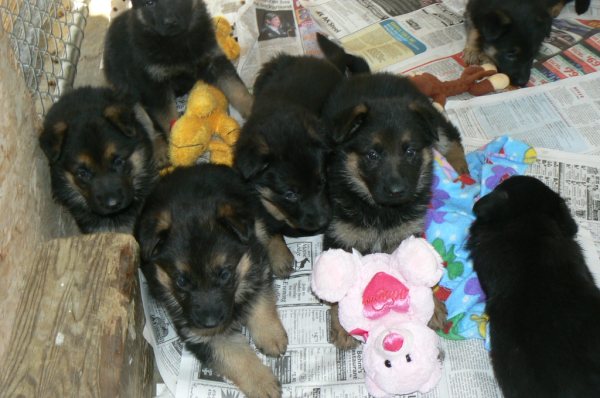 german shepherd puppies, german shepherd pups in OHio