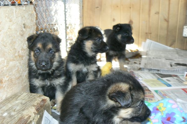 german shepherd puppies, german shepherd pups in OHio