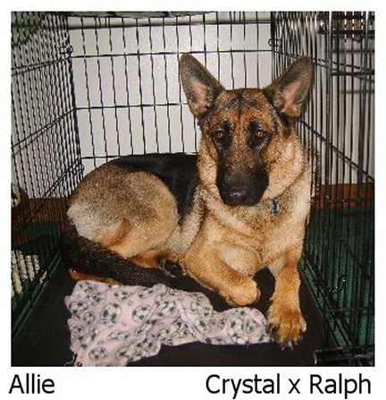 german shepherd puppy male, female german shepherd pups, german shepherd puppies, GSD pup for sale in ohio