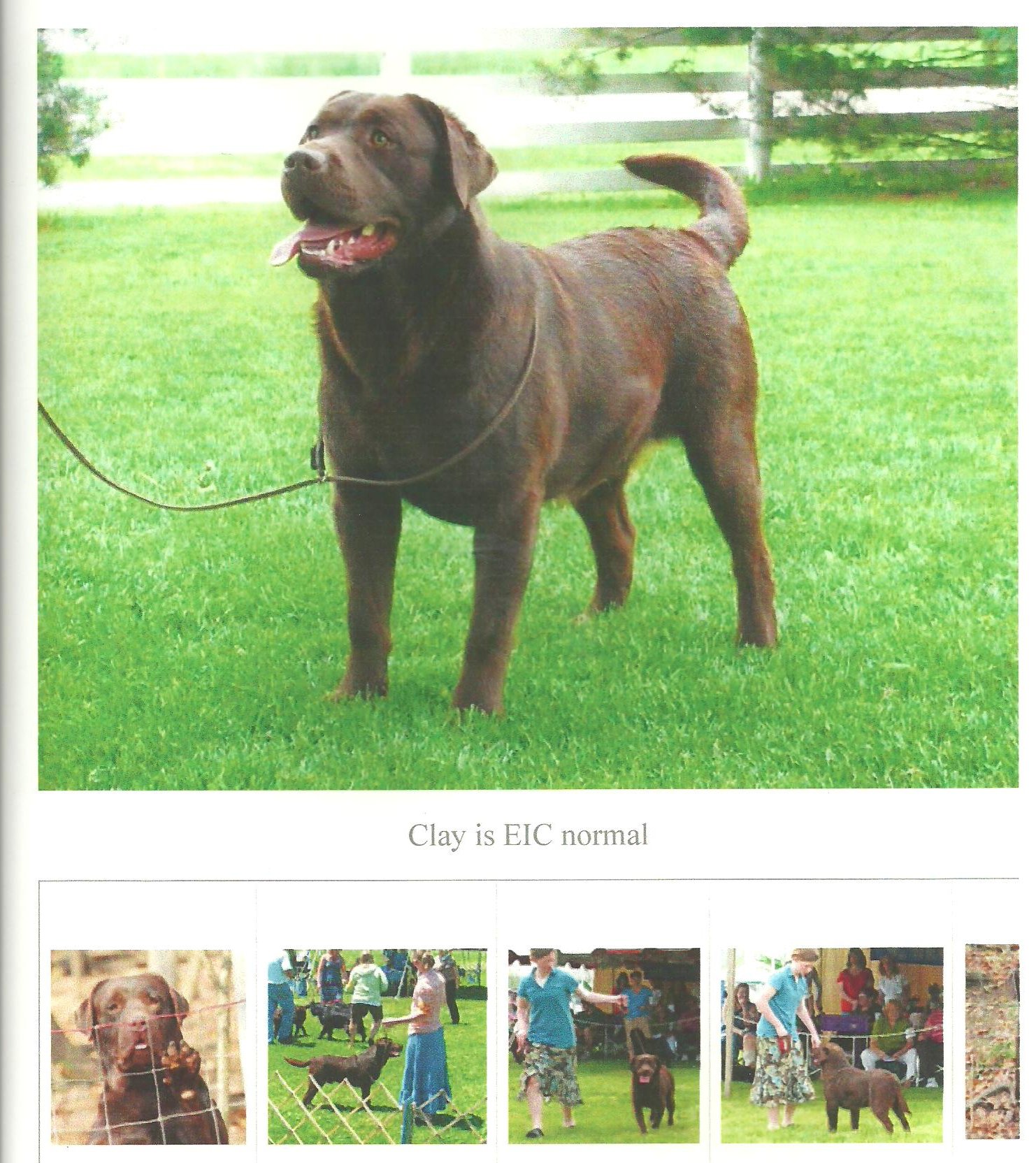 Potter Creek Kennels Puppy Find at Samuel Shelton blog