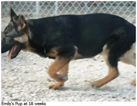 german shepherd puppy