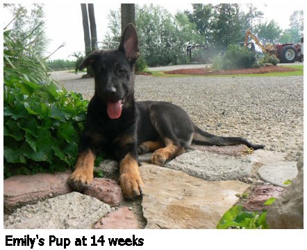 german shepherd puppy