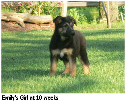 german shepherd puppy