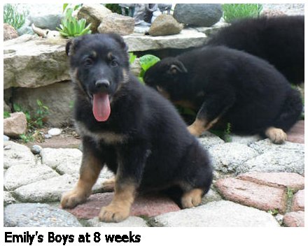 german shepherd puppy