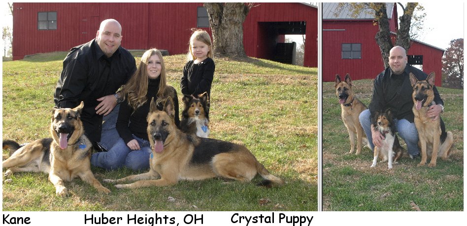 german shepherd puppy male, female german shepherd pups, german shepherd puppies, GSD pup for sale in ohio