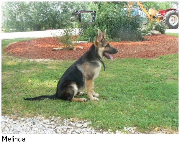 german shepherd puppy