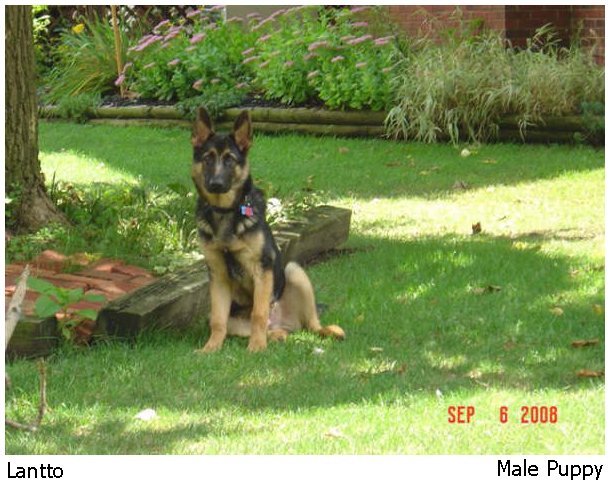 german shepherd puppy male, female german shepherd pups, german shepherd puppies, GSD pup for sale in ohio