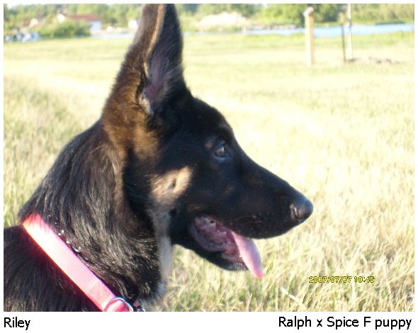 german shepherd puppy