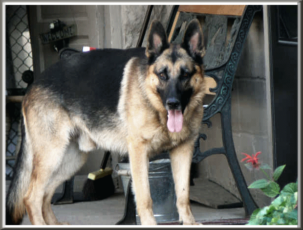 german shepherd male female gsd stud dog
