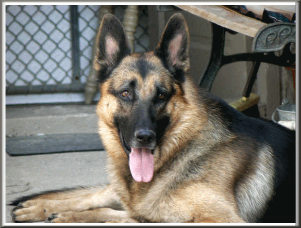 Male German Shepherd Dog