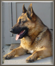 german shepherd male female gsd stud dog