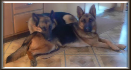 german shepherd male female gsd stud dog