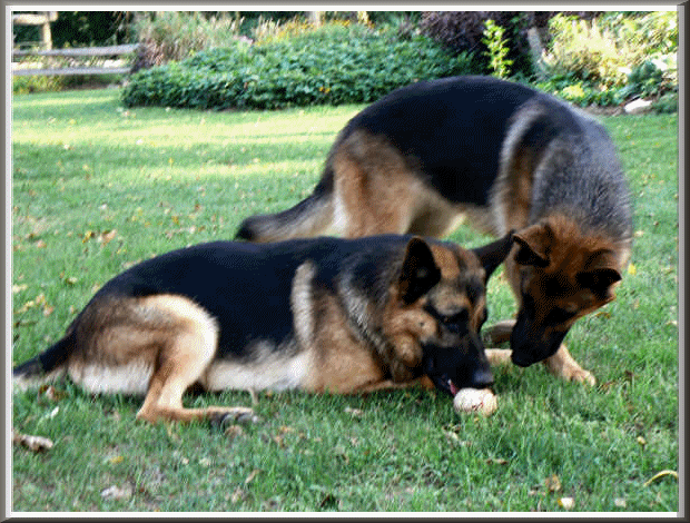 german shepherd male female gsd stud dog