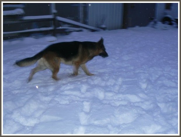 German Shepherd Male Stud Dog 