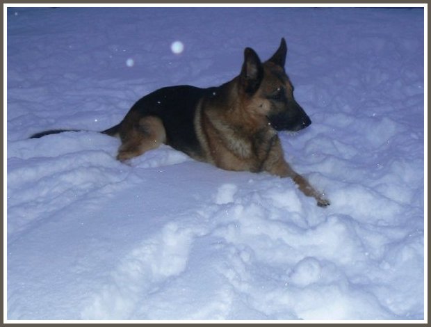 German Shepherd Male Stud Dog 