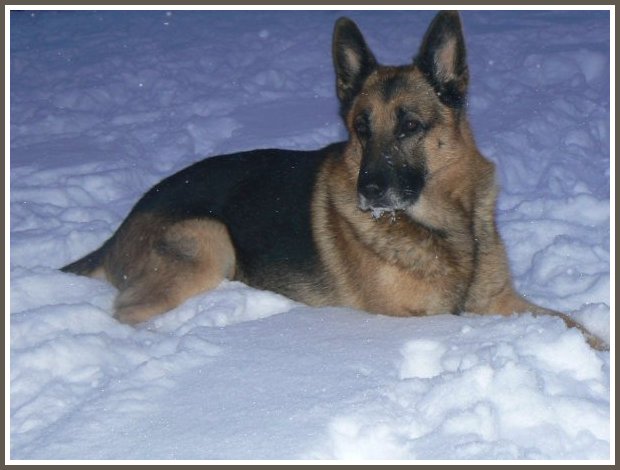 German Shepherd Male Stud Dog 