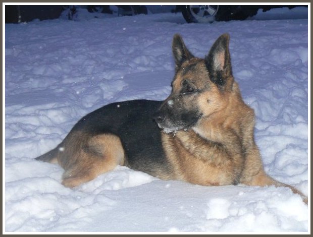 German Shepherd Male Stud Dog 