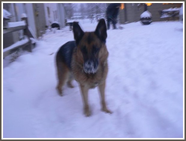 German Shepherd Male Stud Dog 