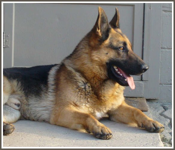 german shepherd male female gsd stud dog