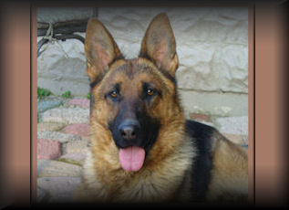 German Shepherd Male Stud Dog 