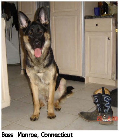 german shepherd puppy