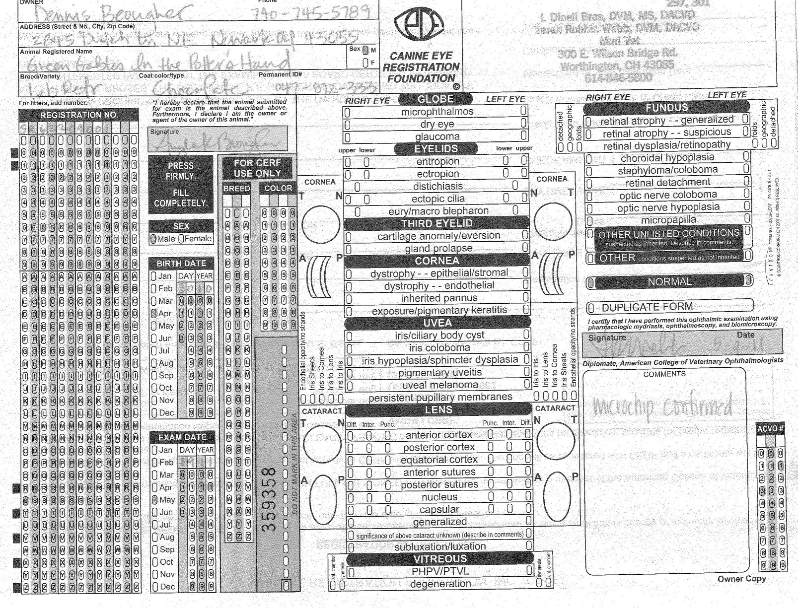 Labrador Retriever Pups Puppy Puppies Pups