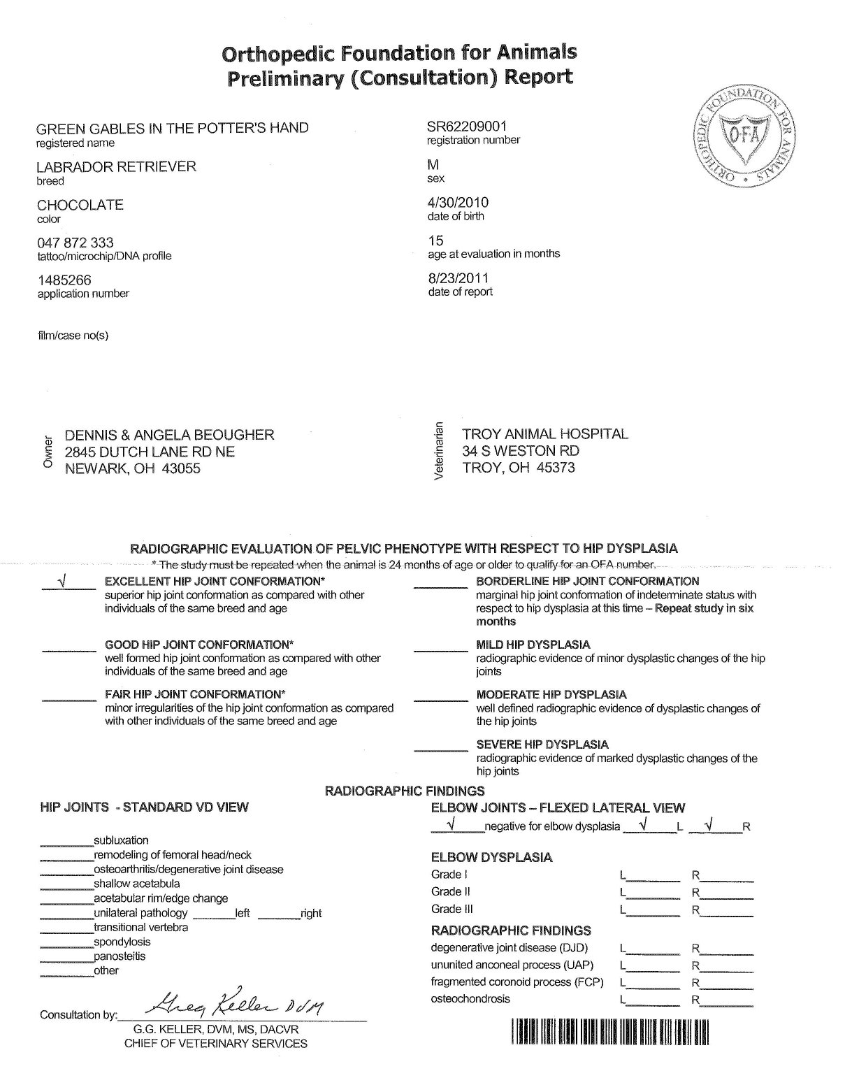 Labrador Retriever Pups Puppy Puppies Pups