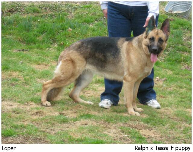 german shepherd puppy