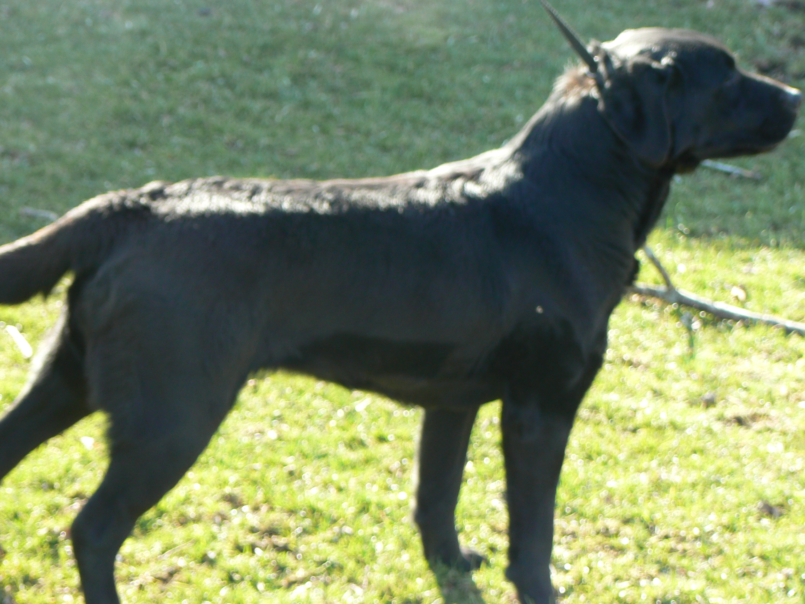 Black Labrador Retriever Female Turtle Creek Kennels 