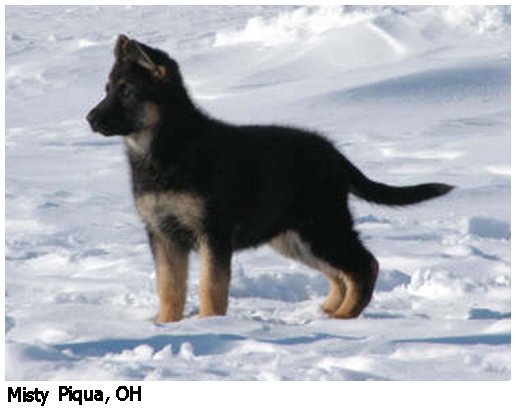 german shepherd puppy