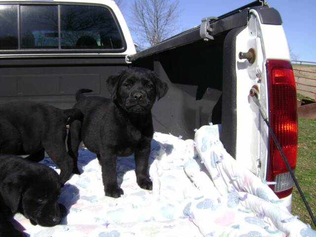 black lab pups