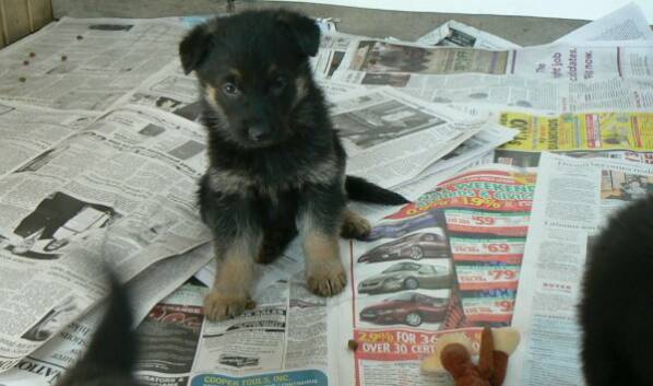 german shepherd puppies, german shepherd pups in OHio