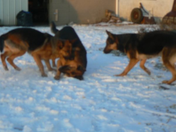 german shepherd male female gsd stud dog