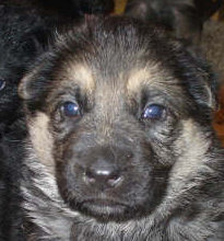 german shepherd puppy male, female german shepherd pups, german shepherd puppies, GSD pup for sale in ohio